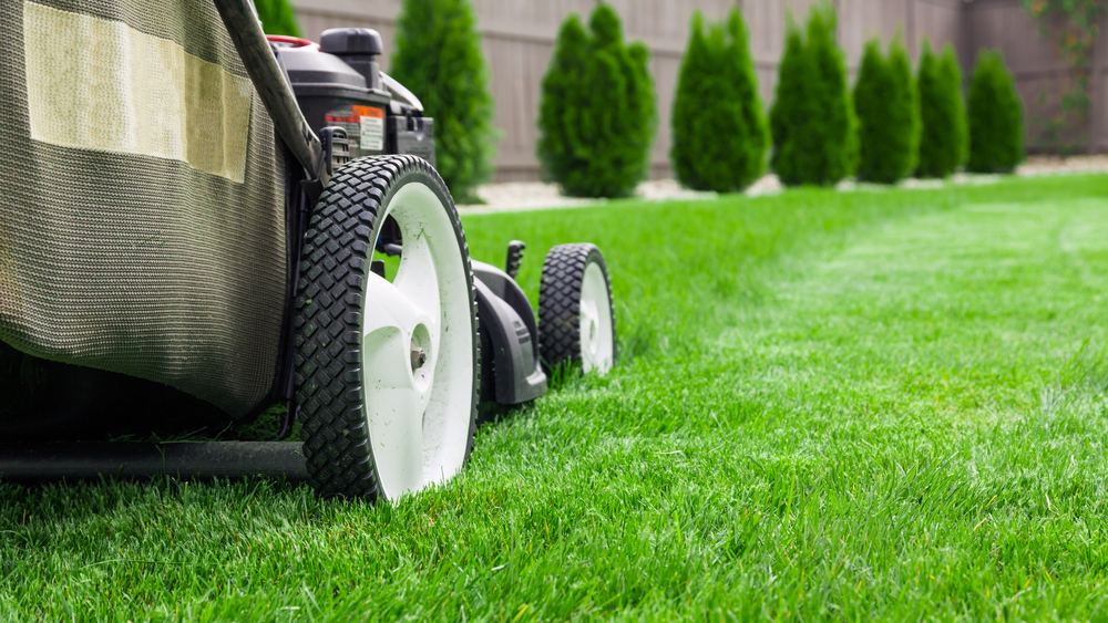 NDIS yard maintenance